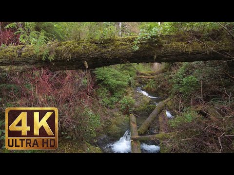 4K ūdenskritums mežā - kinovatu Rainforest cilpas taka: ūdenskritumi apkārtējo skaņu - pieka