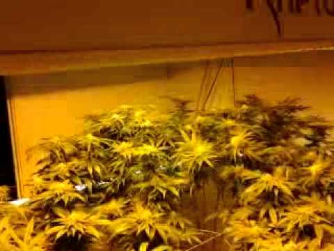 Week 6 Tears of Isis and Raptor Rx grow