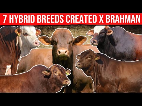 , title : '⭕ 7 Hybrid Breeds Created From The Brahman Breed✅ Biggest Bulls And Cow'