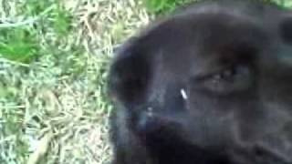 Hound Dog (Elvis Presly)-- Dog Music Video