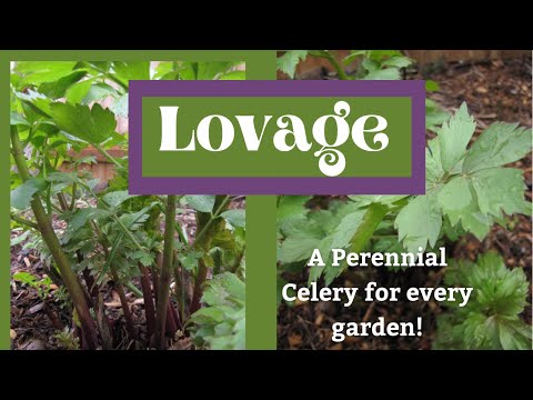Lovage: Perennial Celery, Perfect for Food Forests, Veggie Gardens, & Fruit Guilds