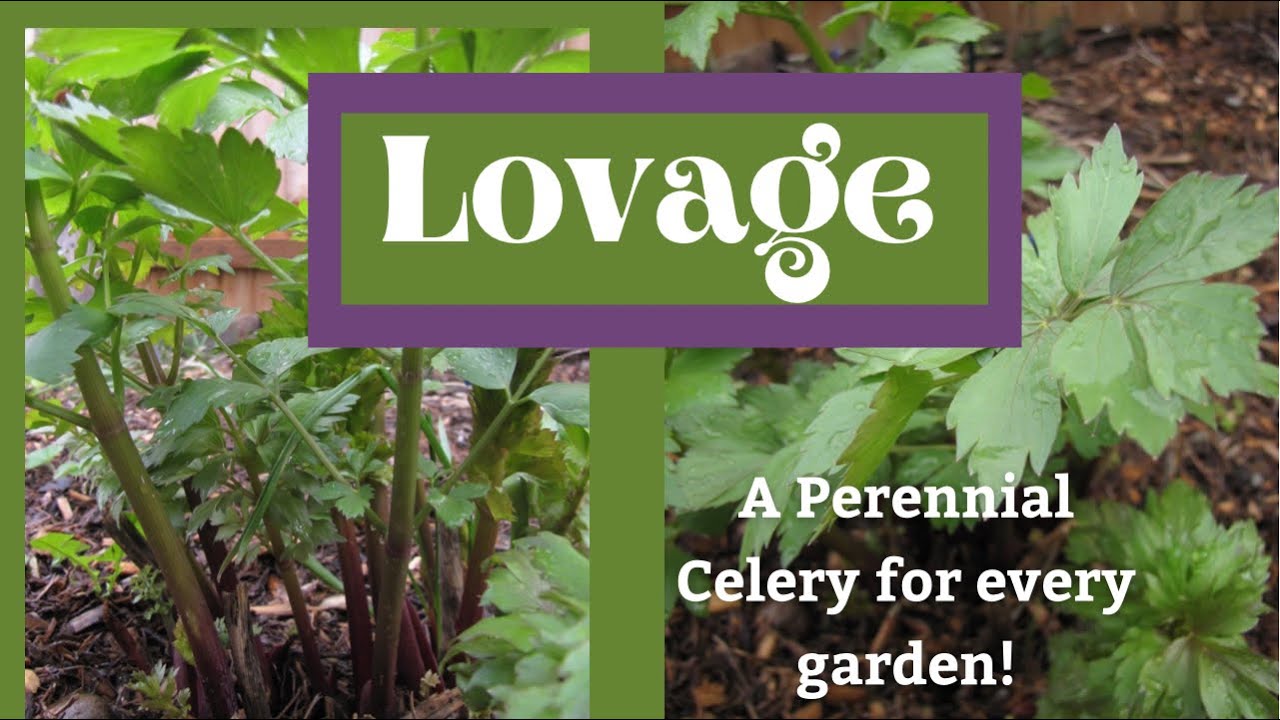 Lovage: Perennial Celery, Perfect for Food Forests, Veggie Gardens, & Fruit Guilds