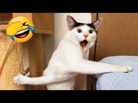 Essayer de ne pas rire 🤣 meilleurs chiens et chats drôles partie 16