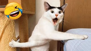 Essayer de ne pas rire 🤣 meilleurs chiens et chats drôles partie 16