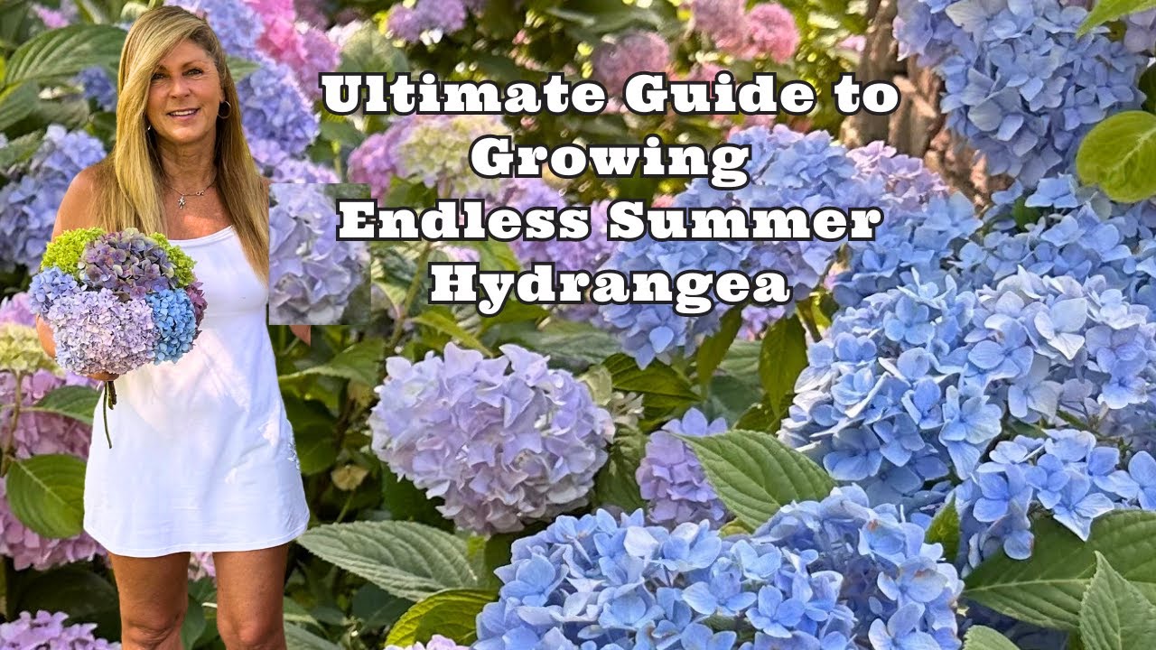 ULTIMATE GUIDE TO GROWING ENDLESS SUMMER HYDRANGEA
