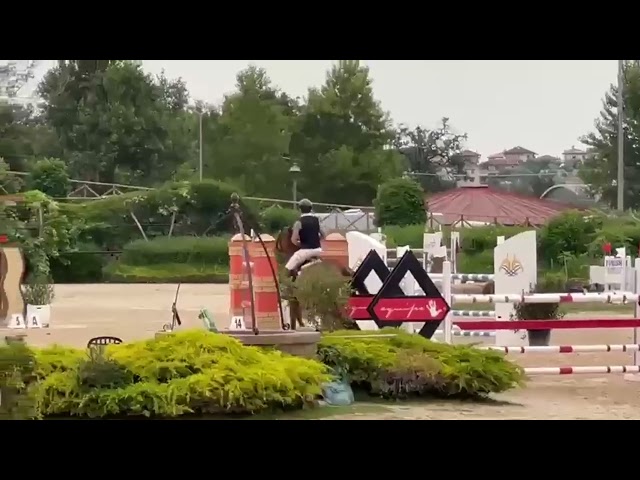 Jument BWP Cheval de Sang Belge A vendre 2014 Bai