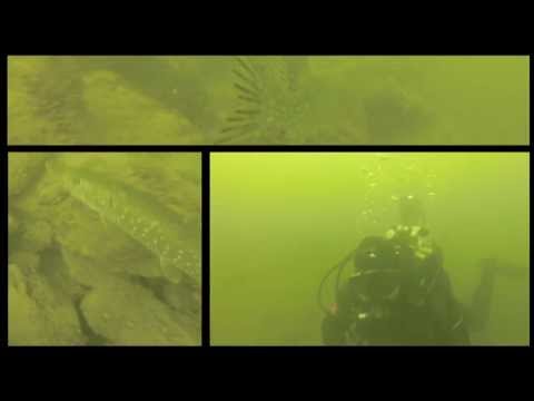 Barsche, Hechte und ein fetter Aal, Möhnetalsperre Delecker Brückenpfeiler,Nordrhein-Westfalen,Deutschland