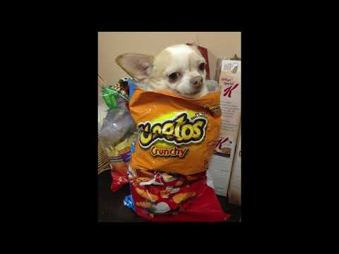 [FREE] smino x tobi lou type beat " Cheetos " - prod. shushu boi