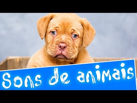Sons de animais | Aprender sons de animais em português