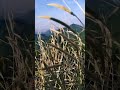 Badlengi Ritue Ada Par Mai Rahungi Sada