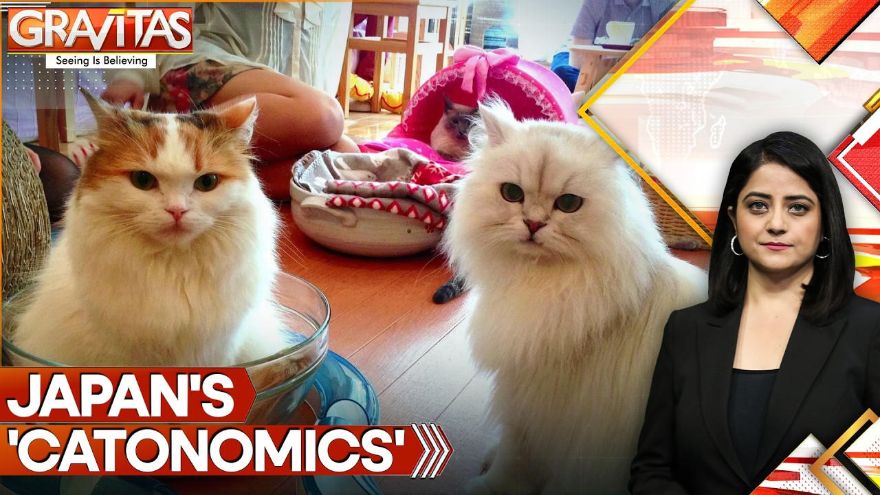 Japan’s ‘Catnomics’ Boom: How Cats Became A Multi-Billion Dollar Industry | GRAVITAS