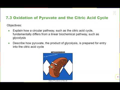 Chapter 7 Cellular Respiration