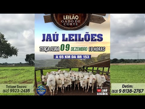 LEILÃO GADO DE CORTE  - JAU LEILÕES  - JAU DO TOCANTINS  -09/ 12/ 2025