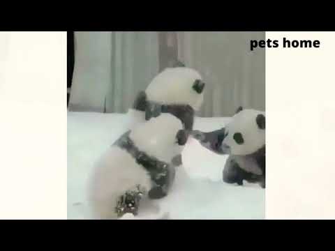 noughty cats and 🐶🐕😂😂😂😂🤣😎😎😎😎