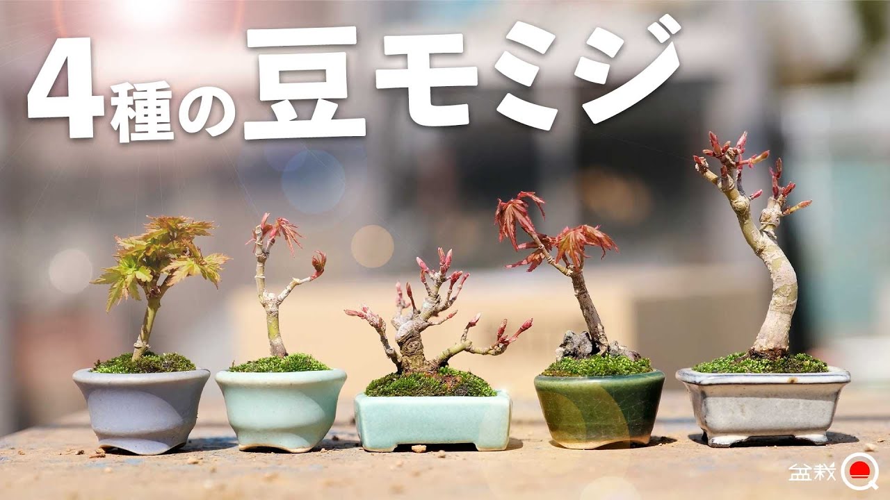 【モミジ豆盆栽の極意】織姫・琴姫・三河八房・山モミジの仕立て方から水やり・葉刈りの秘訣