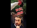 Xoruzuda Belə Itirdik Kuku Remix Zikobeats Trend Remix Kuku