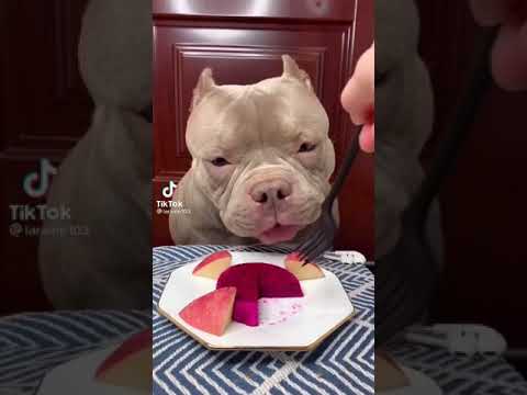 Pitbull Comiendo :3