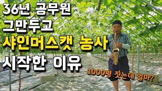 36년 공무원 퇴직하고, 샤인머스켓 농사로 1억 5천 버는 과정. 1000평 하우스 짓는 비용은? [샤인머스…
