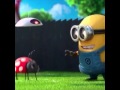 Minion and Ladybug Puppy? 