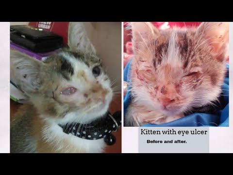 Rescue Cats: Rescue kitten with eye ulcer|Eye ulcer in cats| Little Lion Animal Rescue