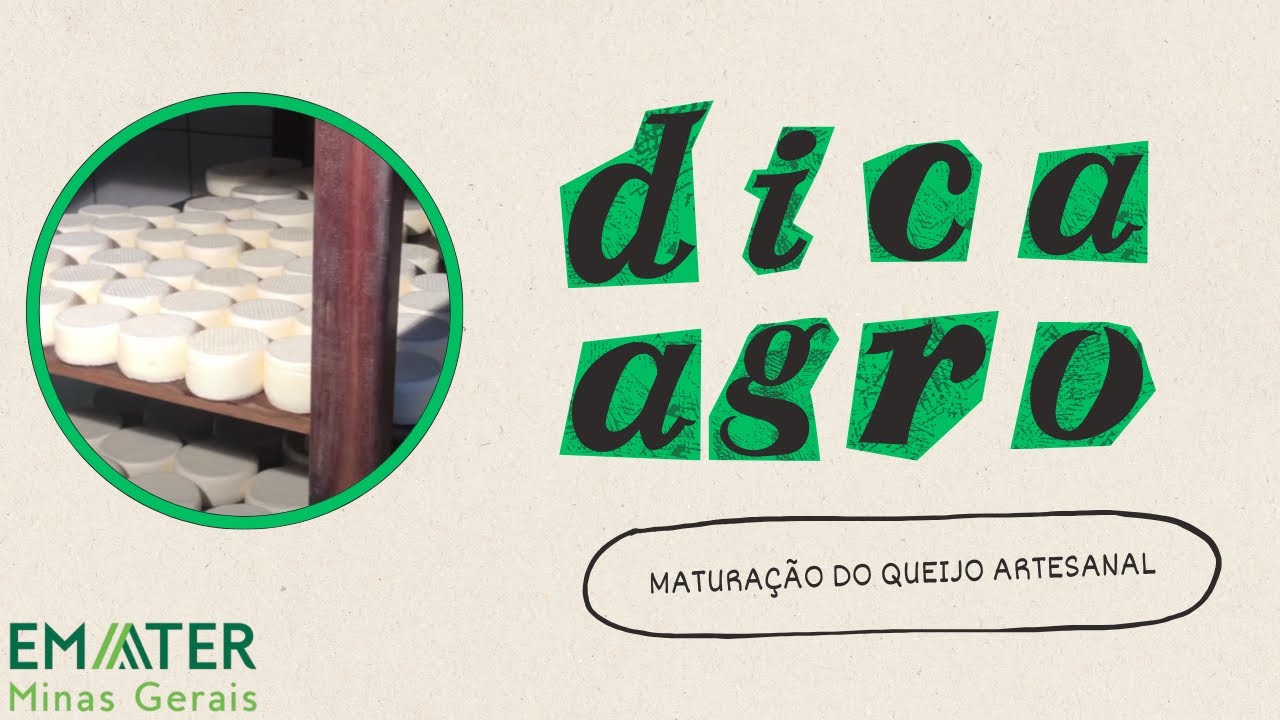 DICA MATURAÇÃO DO QUEIJO ARTESANAL
