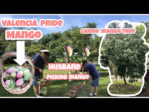 HARVESTING OUR VALENCIA PRIDE MANGO TREE | CARRIE MANGO