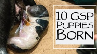 How To Whelp A Litter Of Puppies - 10 German Shorthair Born