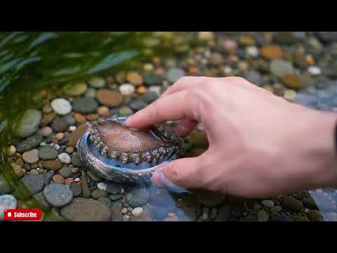 🔴 The FRESHEST Abalone ASMR You'll Ever See | Close-Up Visuals & Natural Ocean Sounds