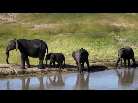 Djuma Private Game Reserve Live Stream - small elephant herd: March 11, 2018