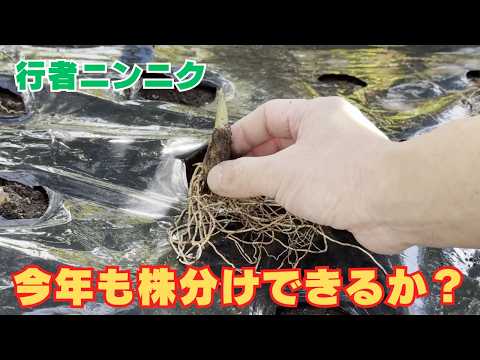 園芸 トルキスタンニンニク、広葉観賞用ニンニク