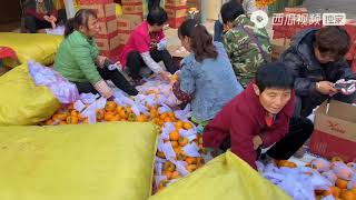 农村悦悦：陕西脆柿子一天爆单2000件，悦悦来到打包现场，把控每个环节