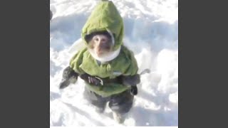 funee monkee gif