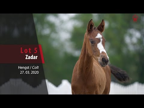 05 Zadar Hengst v. Zoom - Rocky Lee