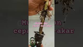 Download lagu cara cangkok jeruk mudah dan cepat ber-akar #cara #mudah  #cangkok #jeruk #cepat #akar #agrikultur mp3