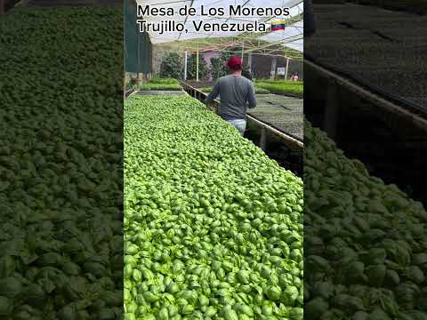 🇻🇪 Postcards of JAJO, Trujillo, VENEZUELA #virtualtour #jajo #trujillo #venezuela