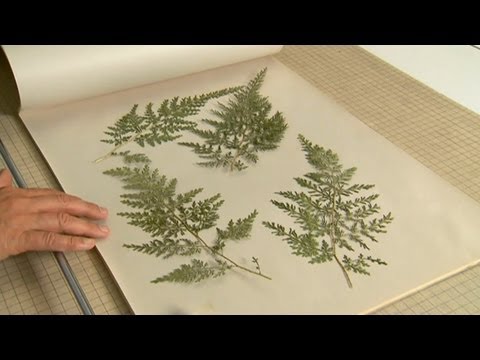 Part of a video titled How to Create a Framed Leaf Pressing| P. Allen Smith Classics