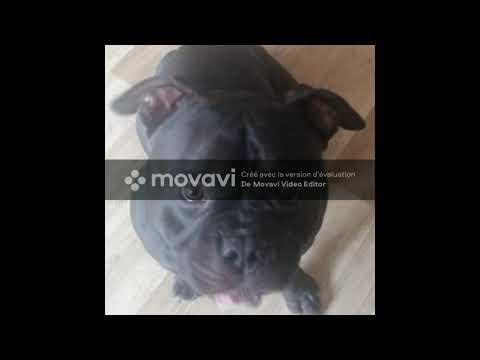 Mc demago  rap freestyle   2020