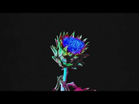 Po přechodě - Artyčoky