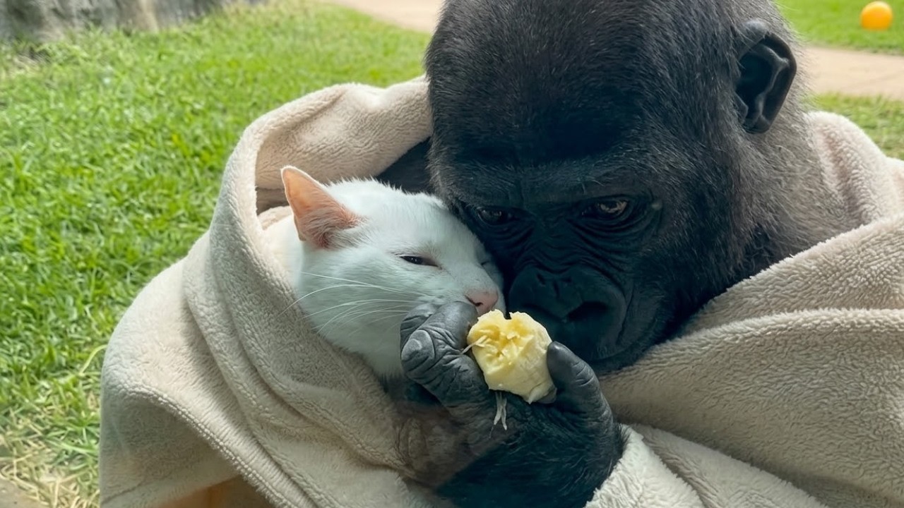 【保護猫】子供を亡くした母猫が、親を失ったゴリラと家族になった【感動する話】