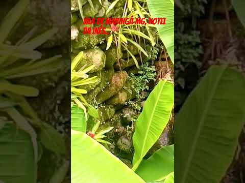 VILA DE MARINGÁ MG,HOTEL DA INÊS.. inscreva-se...