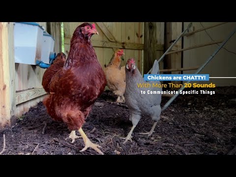 Five Chicken Sounds and What They Mean