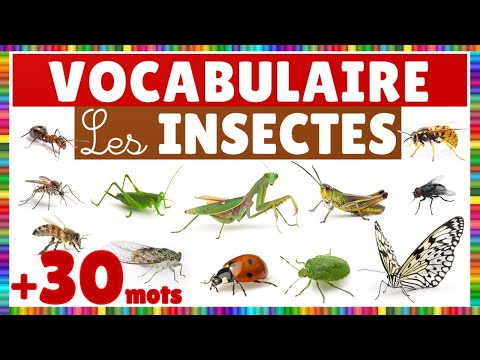 Vocabulaire : les insectes, les arachnides et les mollusques.