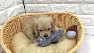 アメリカンコッカースパニエルの動画01