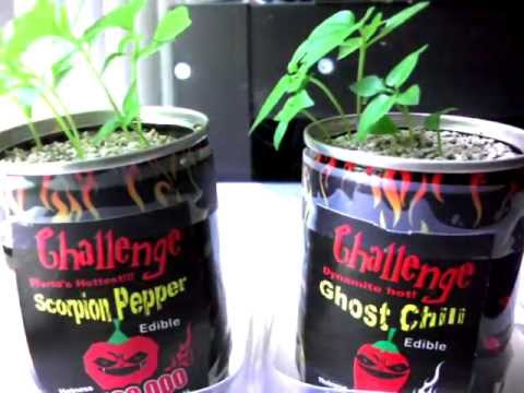 The Great Pepper Race