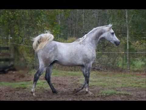 Rogue Justice Stallion Video