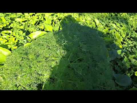 La férule commune (Ferula communis,L.,1753)