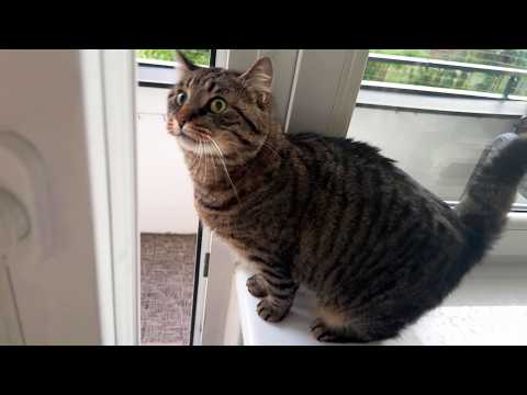 YouTube 썸네일