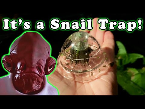 It's a Snail Trap! An Easy Way to Get Rid of Aquarium Snails