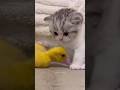 Cats Vs Animals Funny Catvideos Catshorts Cat