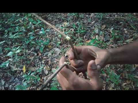 aprenda como achar ouro , usando dois galho de árvore !